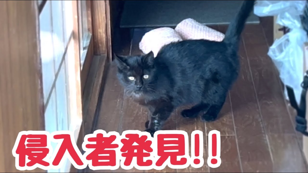 かわいい侵入者発見！玄関から上がり込んで好き放題