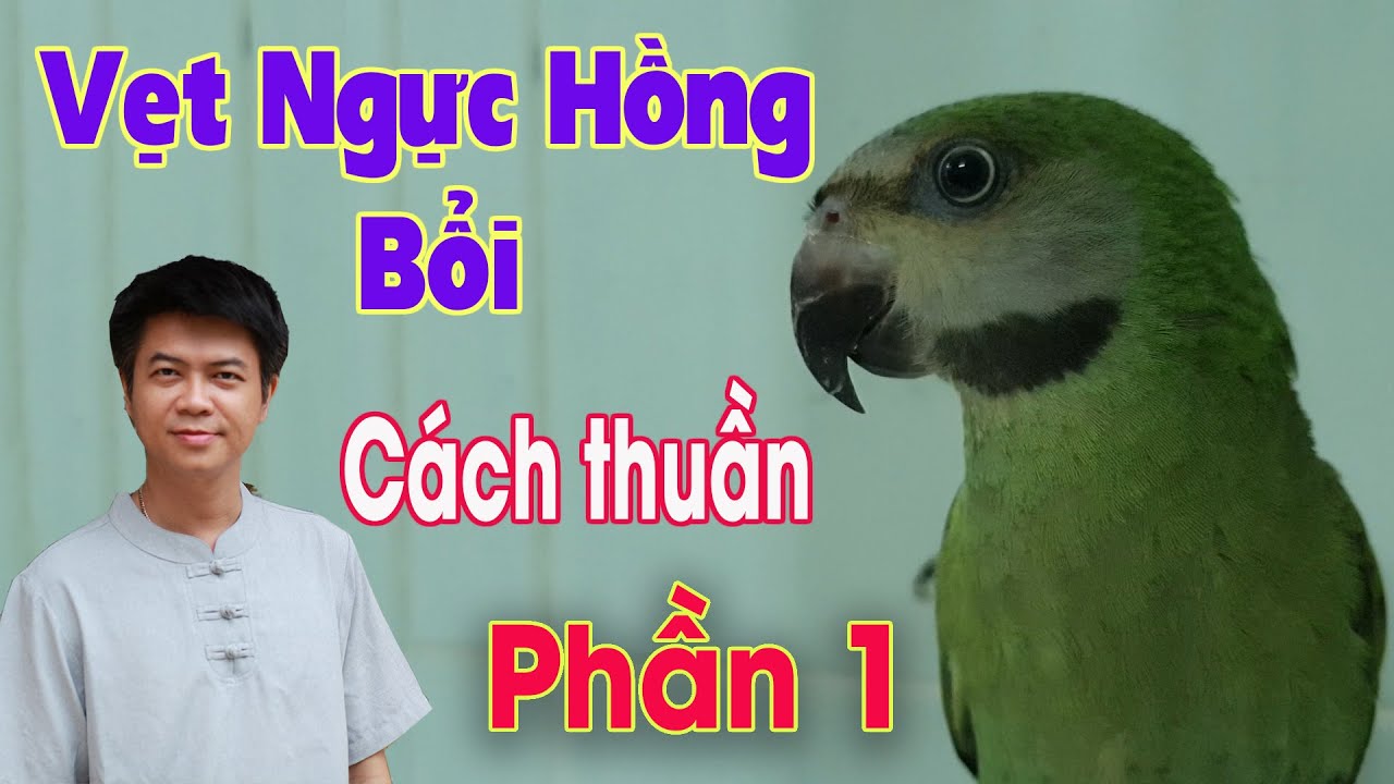 C&aacute;ch thuần h&oacute;a một ch&uacute; Vẹt Ngực Hồng Bổi (How to tame the Parrot ) - Phần 1 I Người Bu&ocirc;n Hồ Vlog