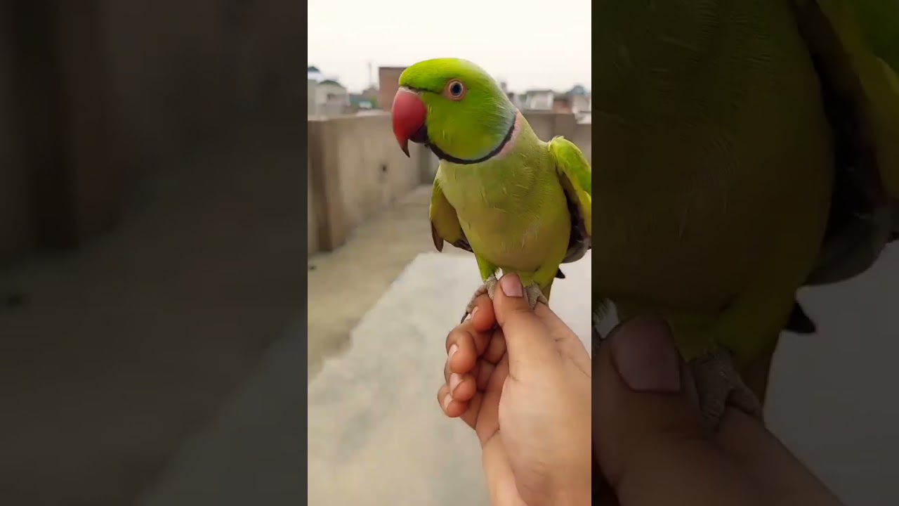 Sweet Voice Ringneck Parrot |Loud Chirping 😍| Green Talking Parrot MITHU 🦜💚💚💚💚💚