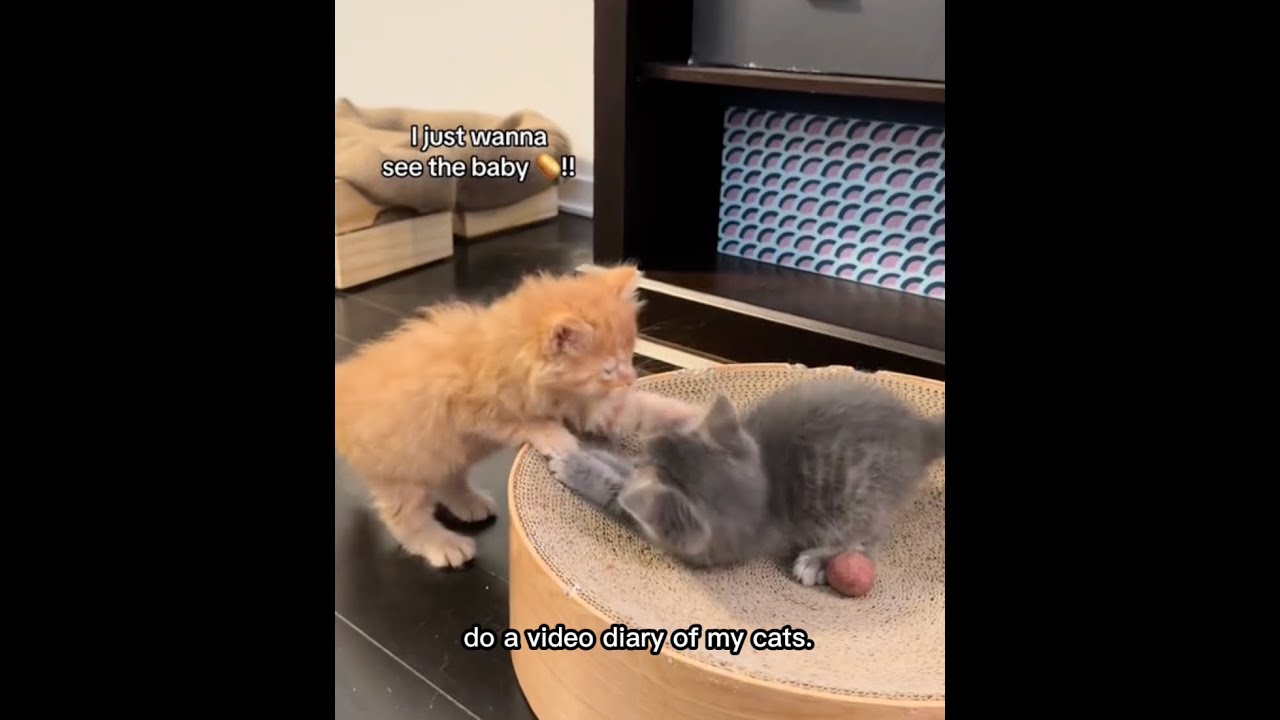 First time cat mom with Phoenix #cat #creatorspotlight