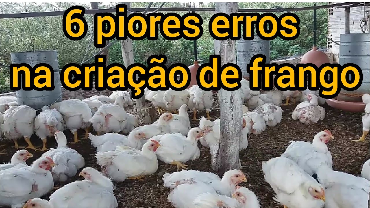 erros que podem prejudicar sua criação de frangos