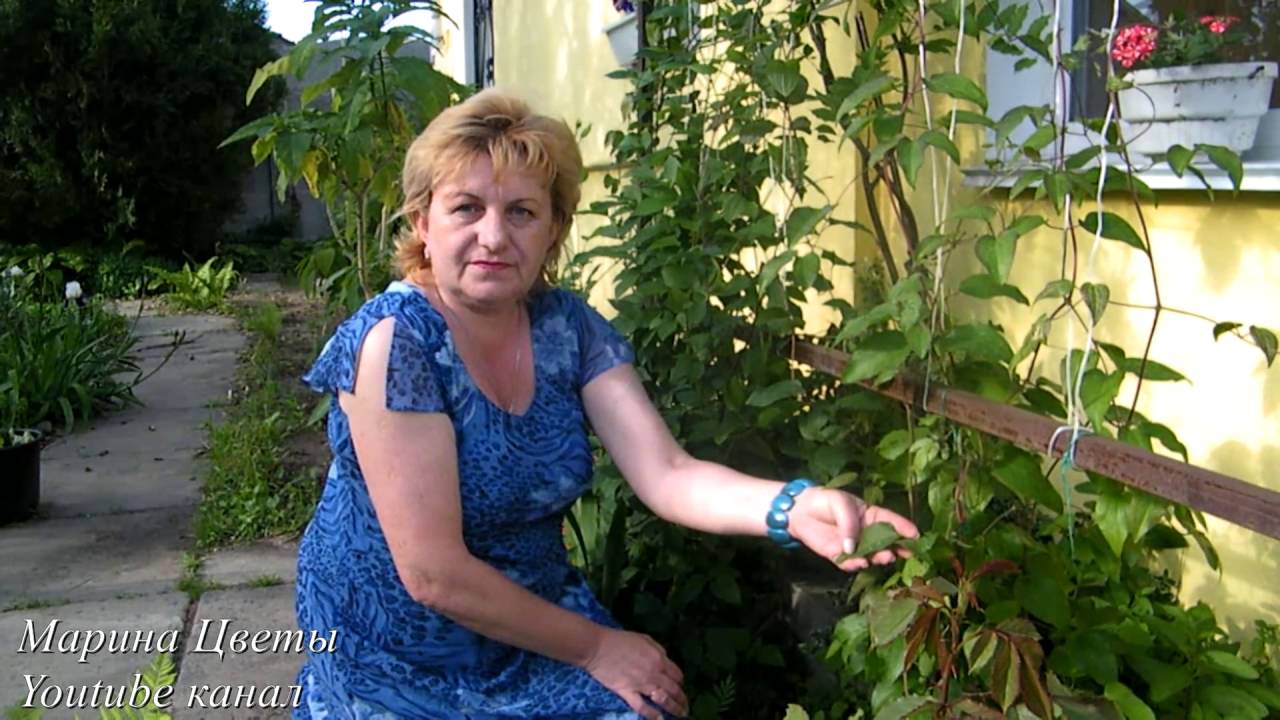 УВЯДАНИЕ КЛЕМАТИСА . ОСОБЕННОСТИ УХОДА