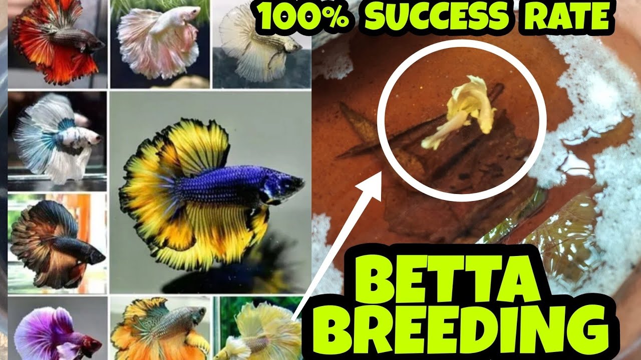 100% SUCCESS TO HATCH BETTA EGG WITHOUT MALE | BETTA FISH BREEDING | GUPPY FISH BREEDING | GOLDFISH