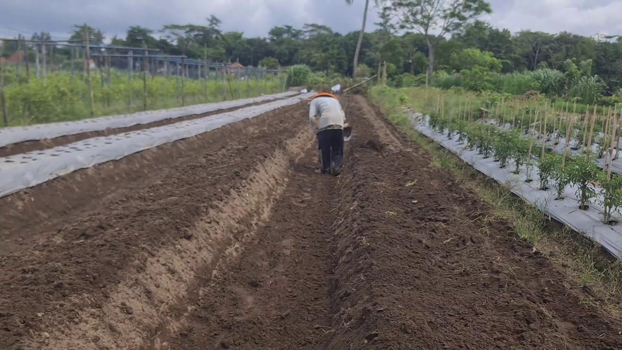 SMART FARMING IDEA: CREATING RAISED BEDS WITH SIMPLE TRADITIONAL TOOLS - Agriculture Farming