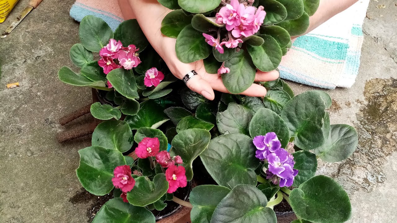 Mantenimiento de Violeta Africana para ABUNDANTE FLOR y Duradera