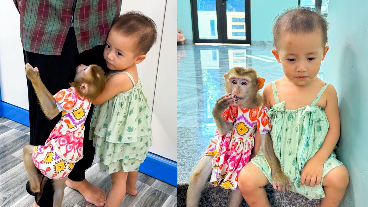 Monkey Kaka and Diem sat on the stairs waiting for mom to buy milk