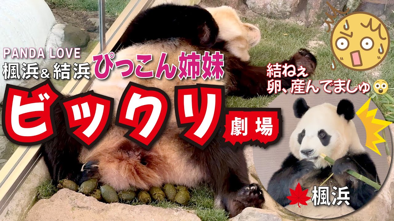 【楓浜（ふうひん）】緑の💩を並べて事件現場の結浜🎀にお客さん「ヤバい」の声😳隣の部屋でマーキングしまくる楓浜🍁