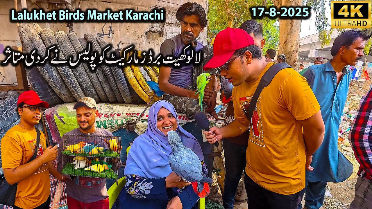 Lalukhet Exotic Birds and Parrots Market 17-8-25 Karachi Java Birds Finch Birds Lovebirds and Other