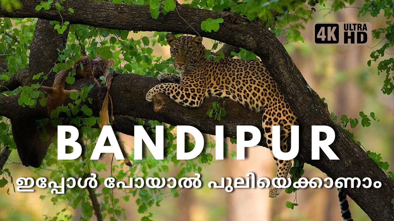 കണ്മുന്നിൽ പുലിയുടെ വേട്ട, Bandipur Forest Vlog; 4KUHD 