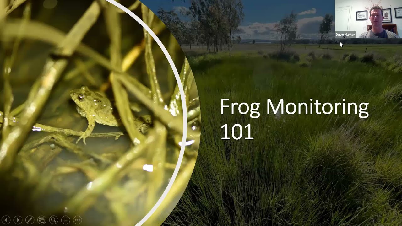 Frog Monitoring 101 with Dr Dave Hunter