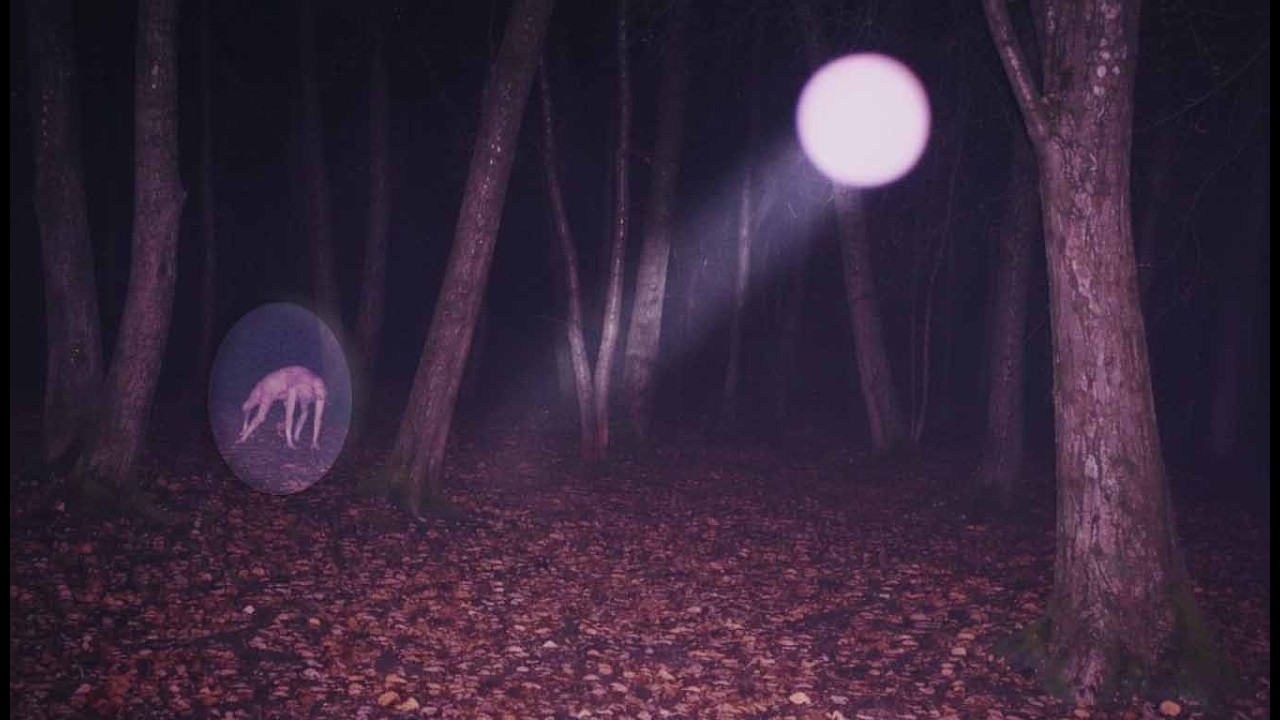 3 RELATOS REALES de Terror en la Naturaleza
