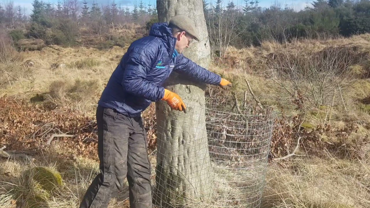 Erecting a beaver-proof tree guard.
