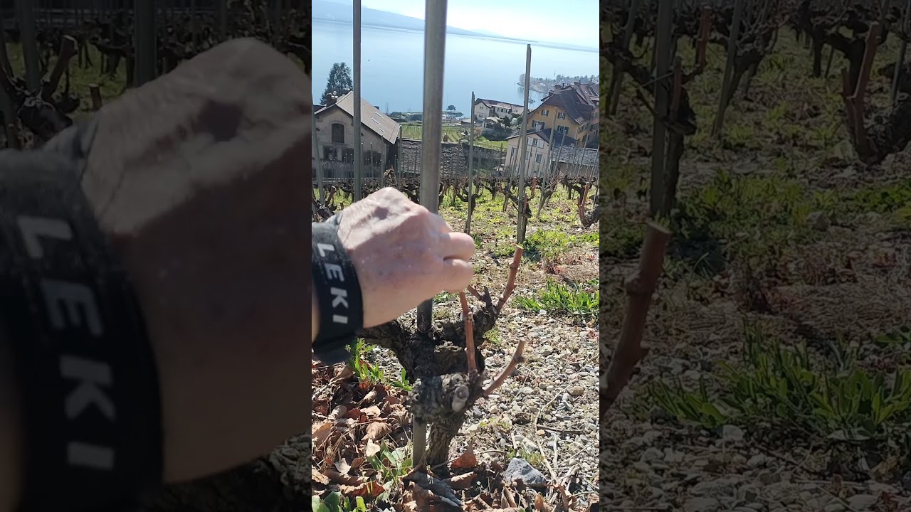 La r&eacute;gion Lavaux est le plus grand vignoble d'un seul tenant de Suisse. #viticole #lavaux #vinsuisse