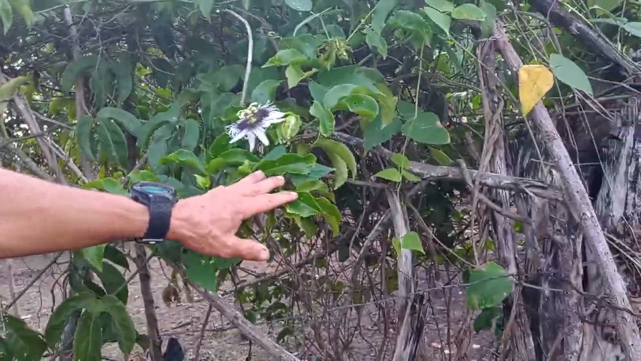 Luiz mostrando o amigo dele E agradecendo aos meus inscritos ☺️☺️