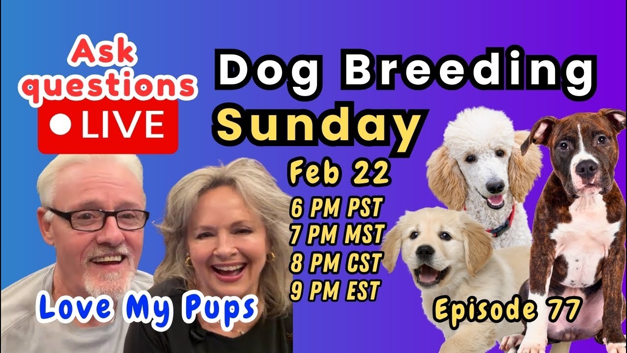 Love My Pups live. First part line/inbreeding