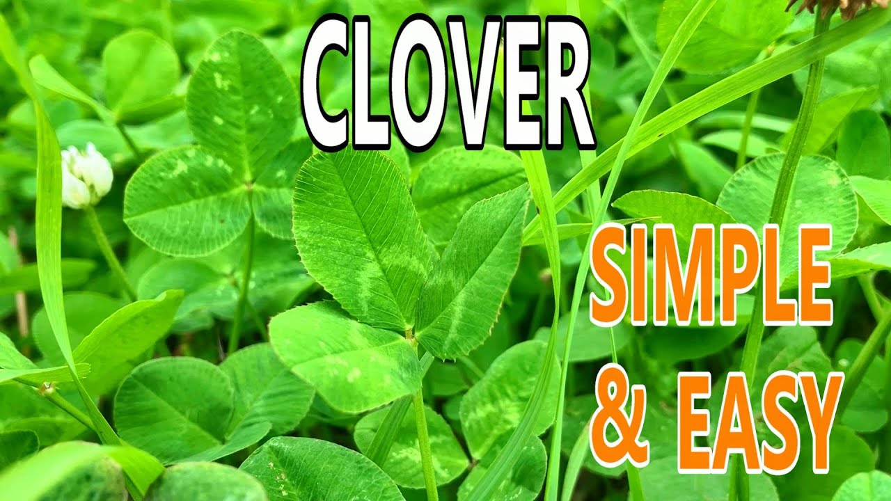 #1 Clover Planting Method for Food Plots