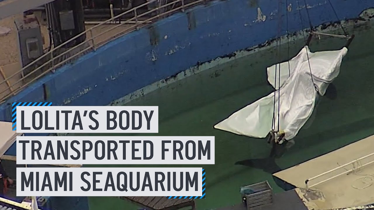 Protestors outraged as Lolita the orca's body is transported from Miami Seaquarium in a truck