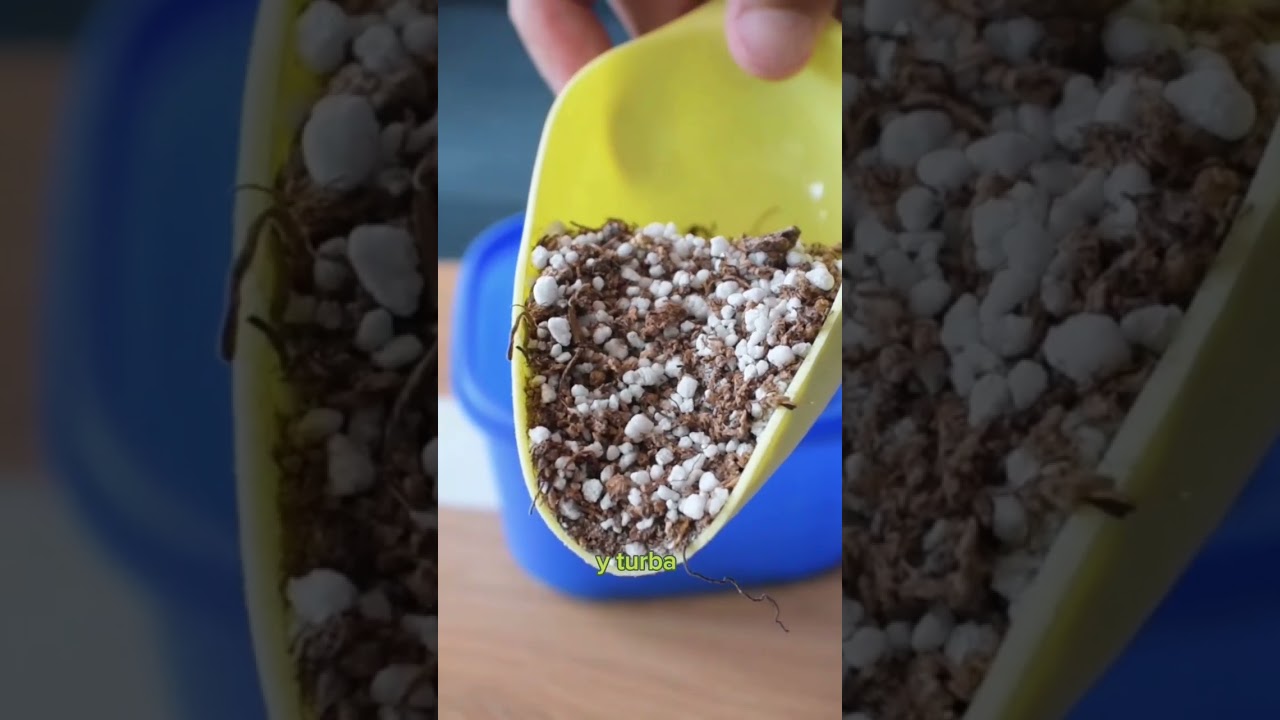 Trasplante de la Paleta de pintor#plants #plantindoor #Viral #plantas #plantacolorida #hypoestes