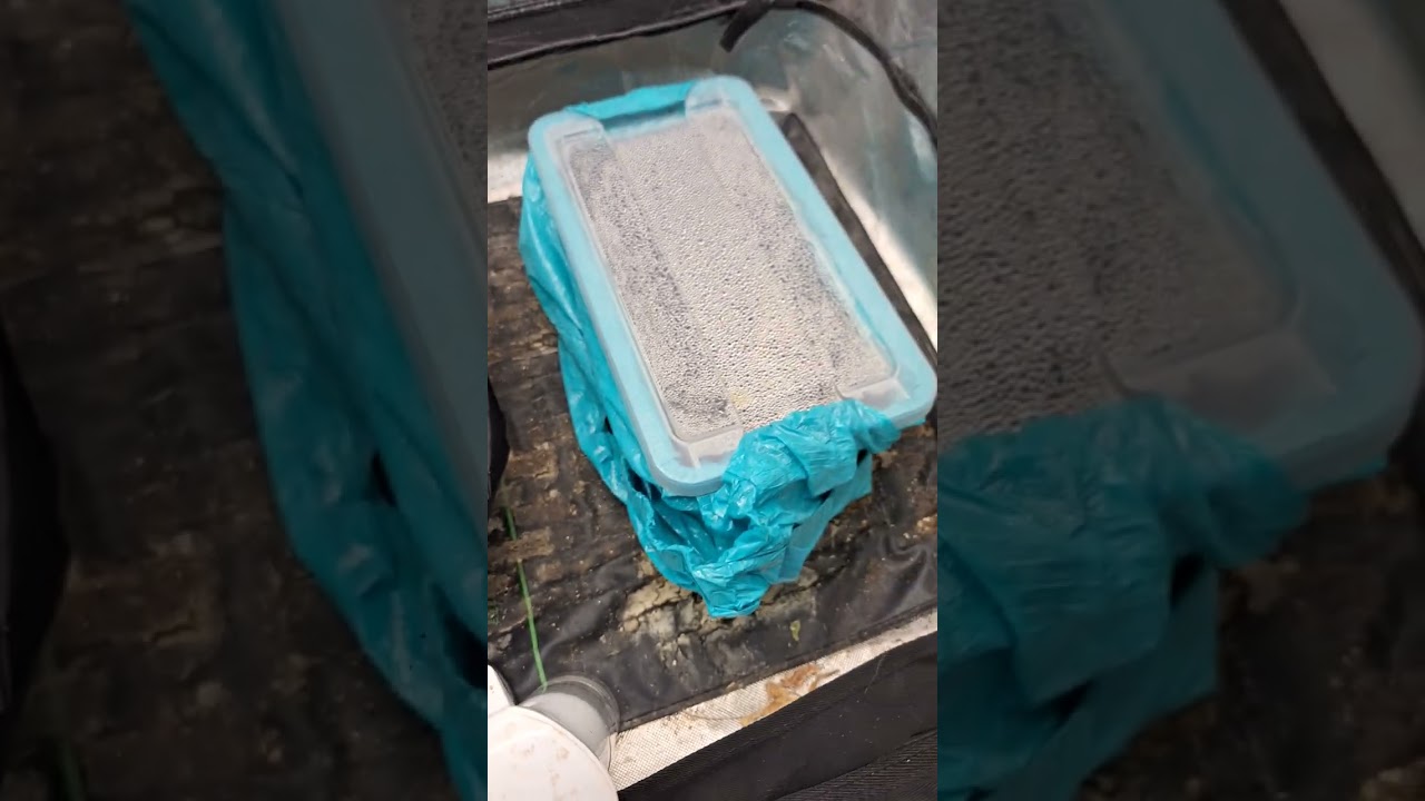 Indoor Medical Grow [Day 8] (8-4-25)