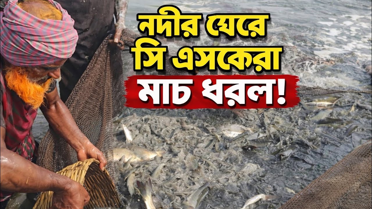 নদীর ঘেরে আজ দারুণ মাছ ধরা পড়েছে #fishing#riverfishing#bangladeshfishing#desifishing#fishcatch