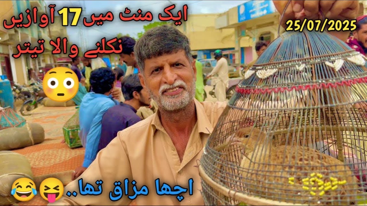 Hubchoki teetar mandi updates 25-07-2025 