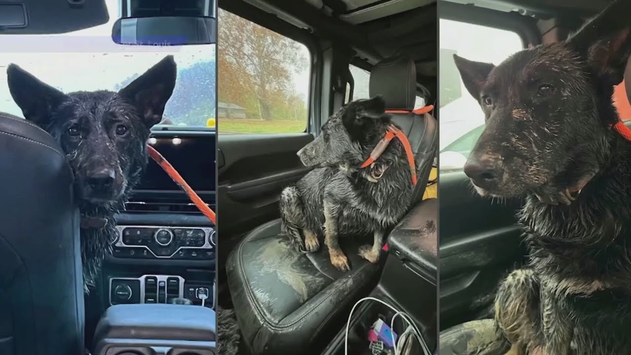 Pregnant German Shepherd mix rescued from mud near Mississippi River