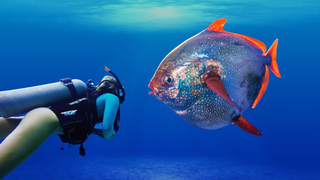 Opah Fish: The Only Truth Warm-Blooded Fish In The Ocean | Flaps Fins To Generate Heat