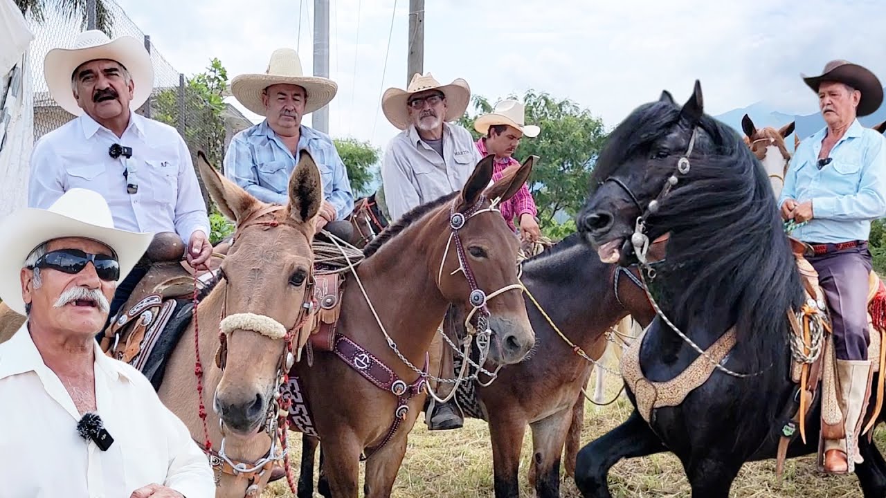 Cabalgata CON MULAS en OCONAHUA, JALISCO