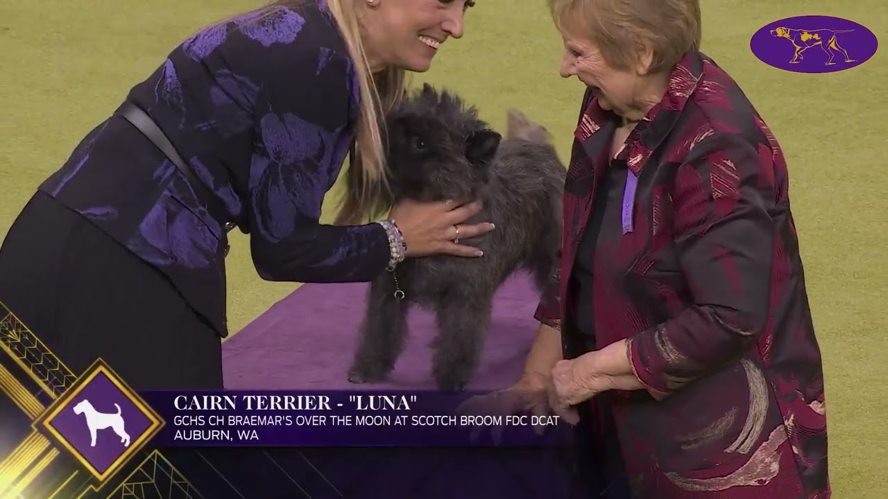The Terrier Group | Westminster Kennel Club 2026