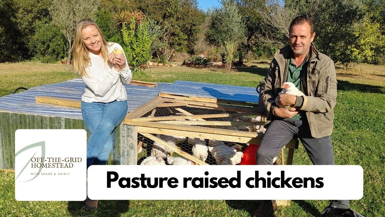 Broiler chicks from beginning to plate.