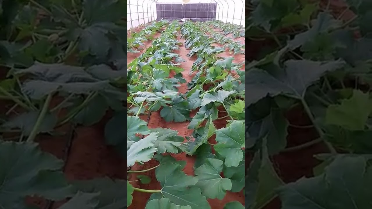 انتاج الكوسا في بيت محمي .. ثمار تيماء الزراعية
