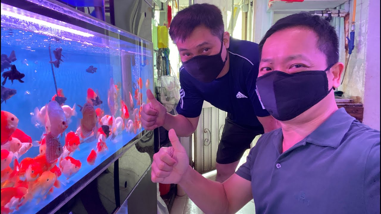 LIOW VIDEO: At Rainbow Aquarium (Serangoon Nth) 选购金鱼