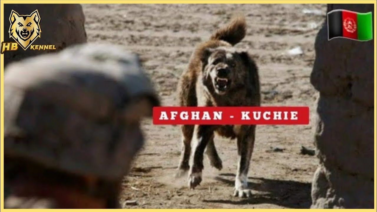 Afghan Kuchi | Aboriginal Shepherd Of Afghanistan 🇦🇫
