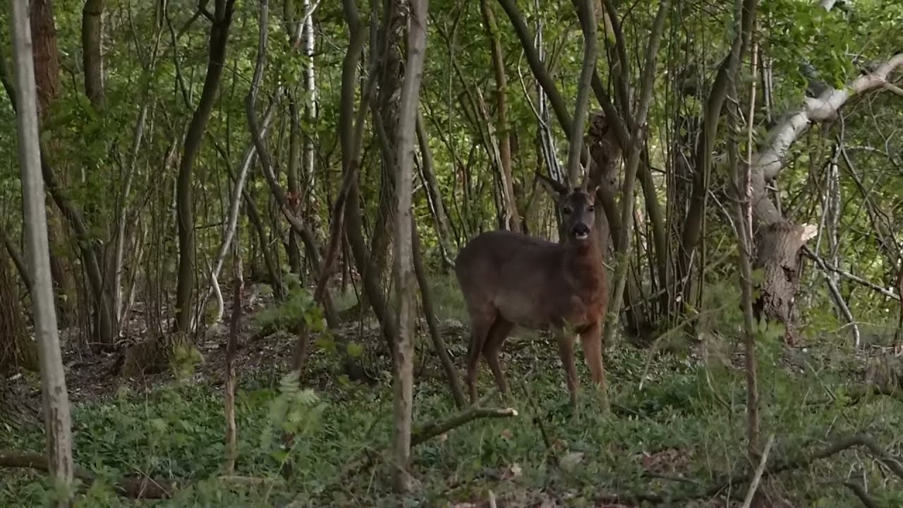 Rehbock beim Markieren, Fegen, Schlagen und Pl&auml;tzen