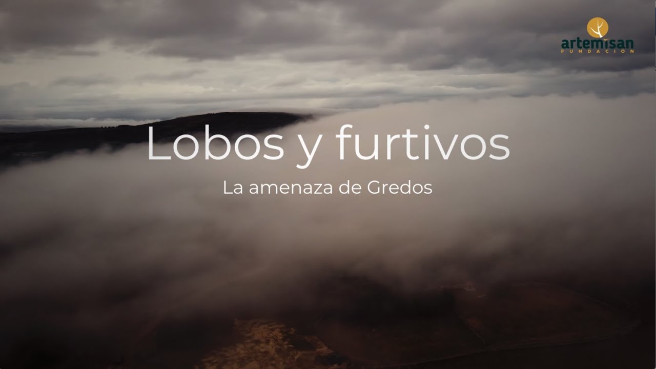Lobos y furtivos. La amenaza de Gredos