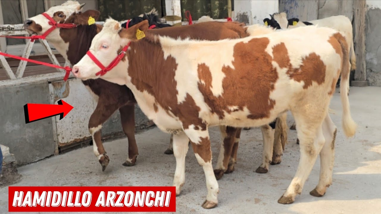 Hamidillo Arzonchi Yangi Partiya Simental Gibrit Rossiyski Hunojinlar Puli Yengil Bug'ozlar 