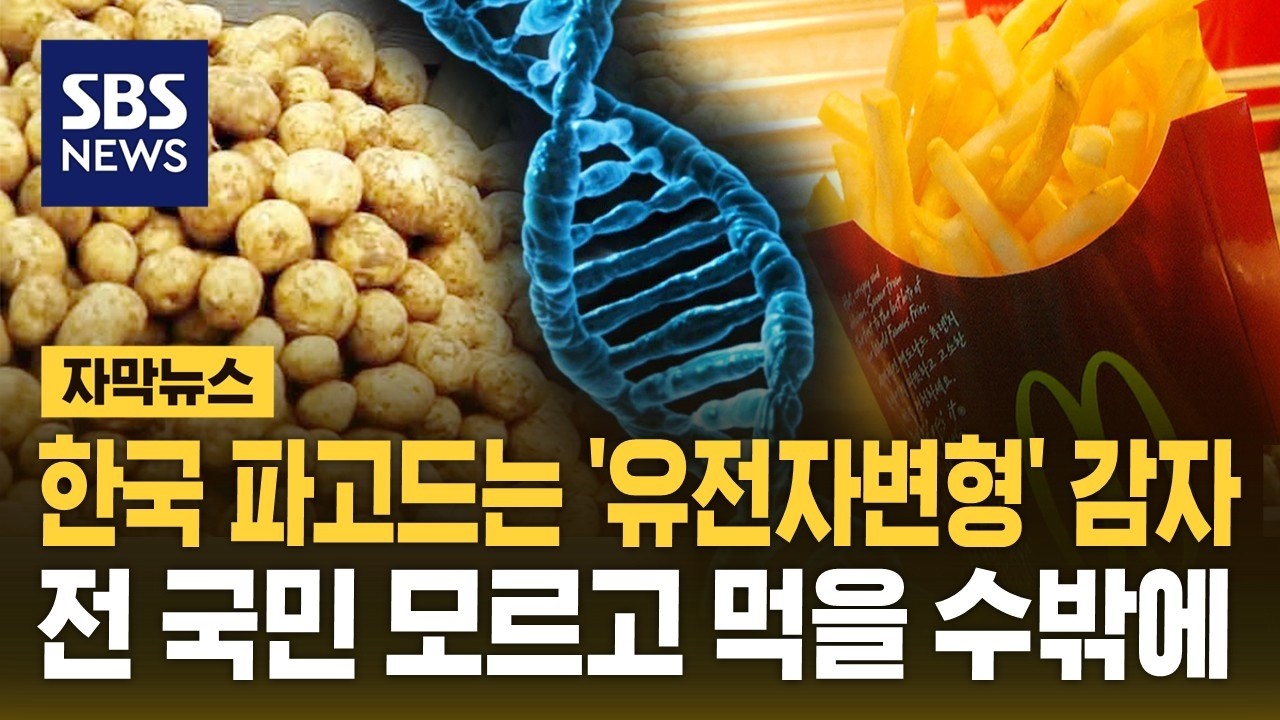 한국 파고드는 '유전자변형' 감자…전 국민 모르고 먹을 수밖에 (자막뉴스) / SBS