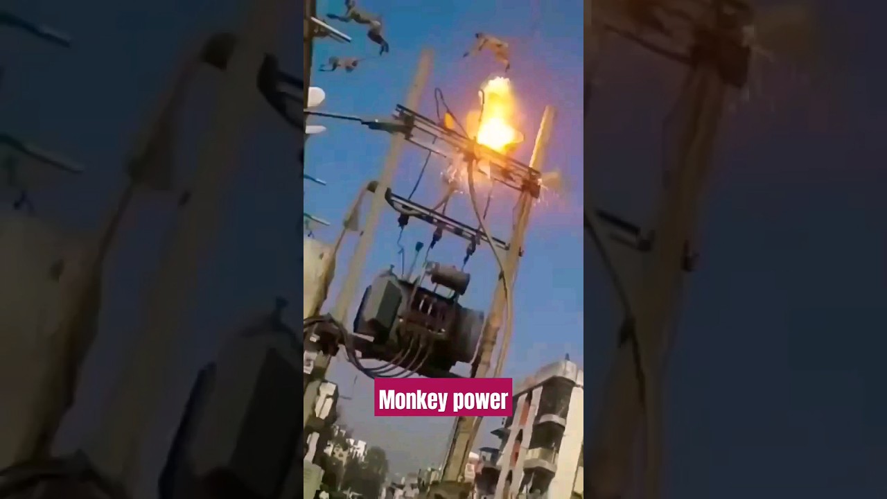 monkey got a electric shock #shocking #viralshorts