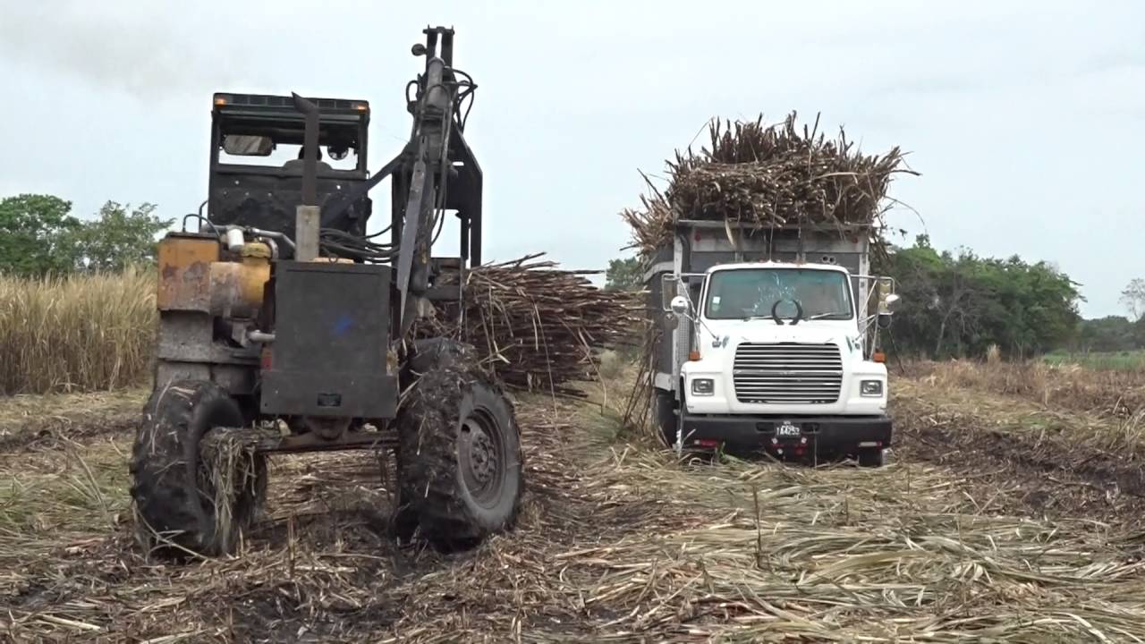 Belize sugar cane industry