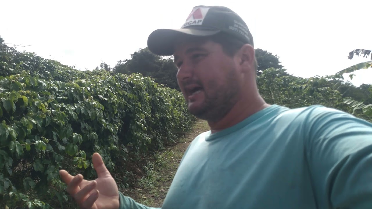 segredo de adubação foliar, oque eu faço pra lavoura estar tão bonita🤔🌿?  iniciando adubação no solo