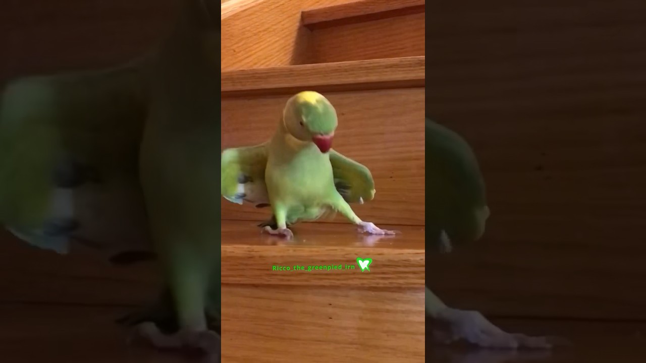 The next Michael Birbson 🕺😂