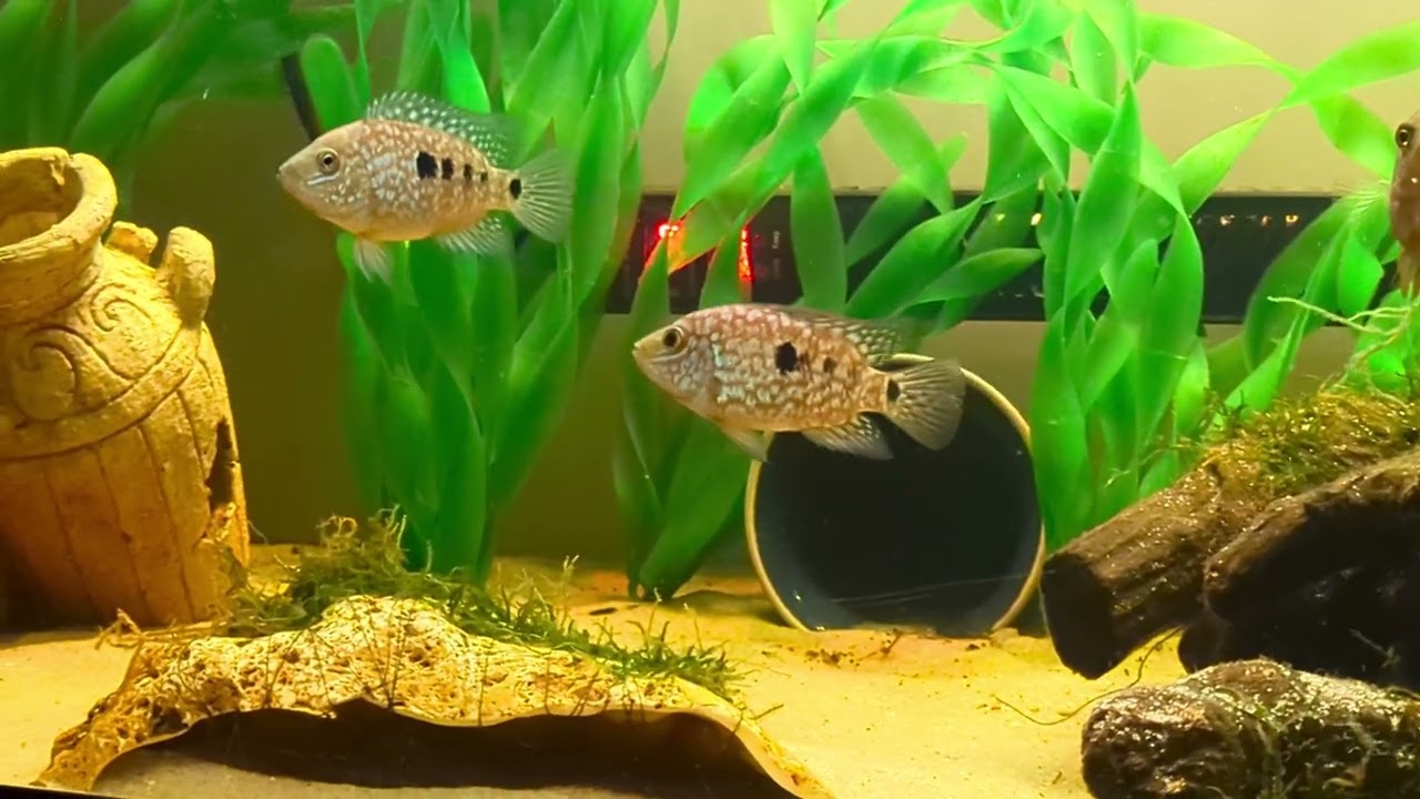 Electric blue carpintis