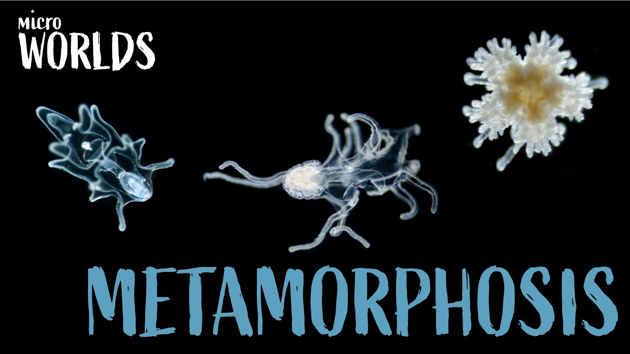 Microworlds: Shapeshifters of the Sea