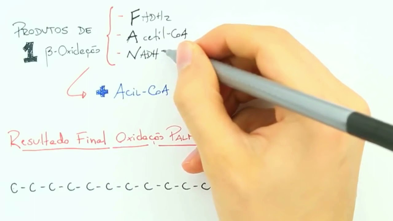 &Beta;eta-oxida&ccedil;&atilde;o de &aacute;cidos graxos - MUITO F&Aacute;CILl!!!