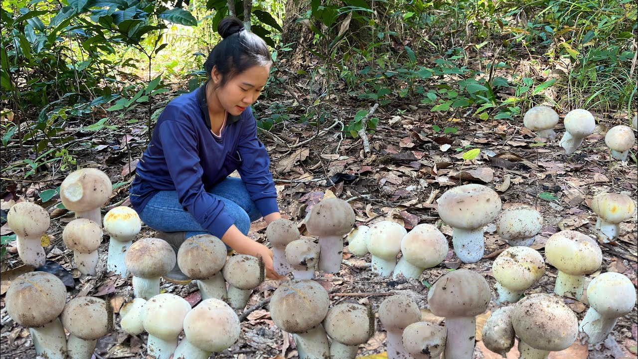 เก็บเห็ดอ้งนกดอกสวยๆและเห็ดก่อแดงจ้า28/พ.ย/2568