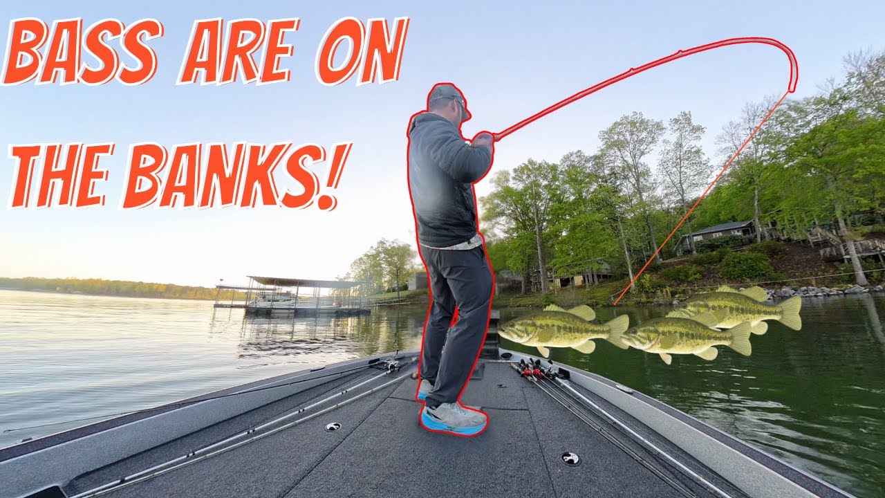 These Bass Are On The Bank 3 Weeks Out Of The Year (Smith Lake, AL)