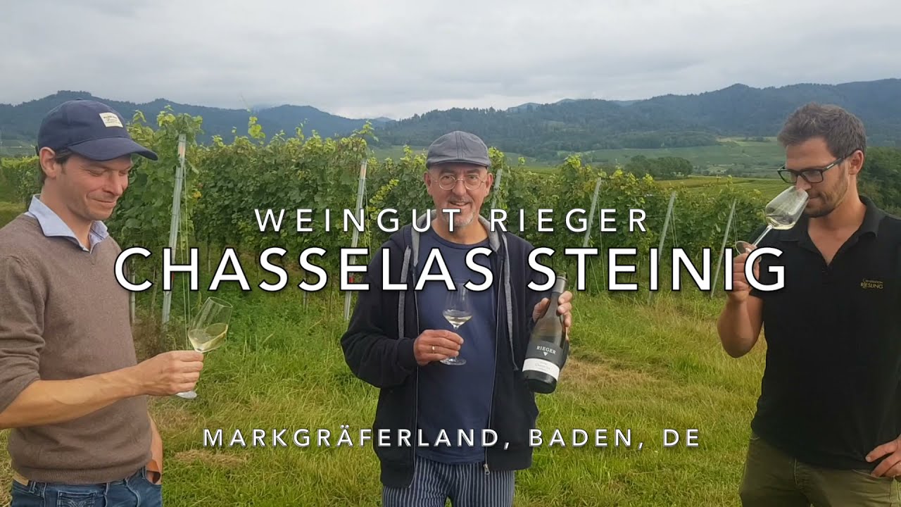 Rieger Chasselas Steinig