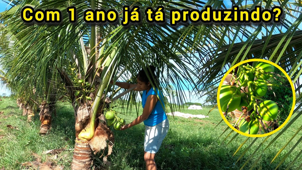 Quanto tempo para pé de coco anão produzir?