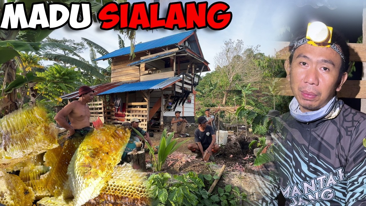Berburu Madu Lebah Liar Di Atas Bukit - Tidak Ada Ikan Jang 🙏