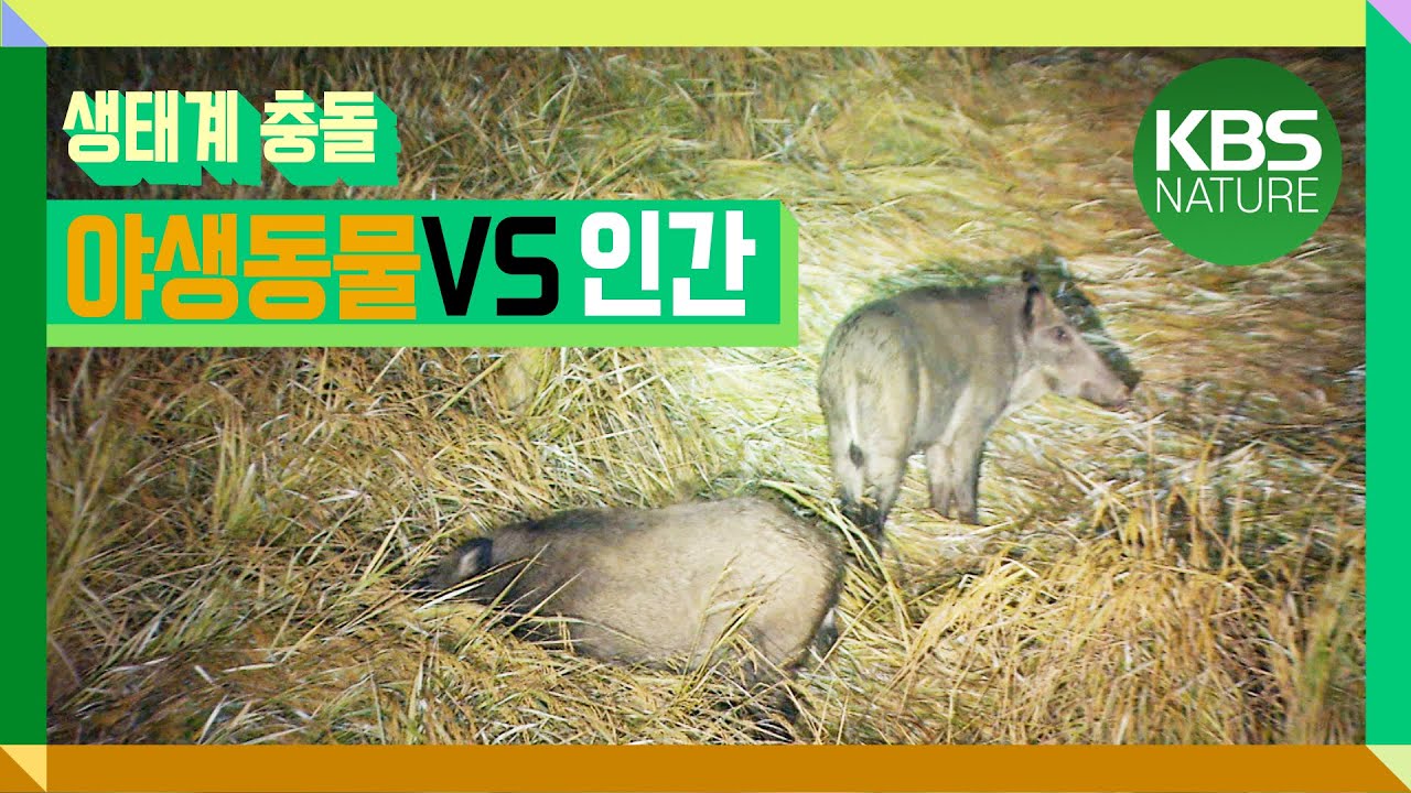 [시청자요청] 야생동물과 인간 끝없는 충돌! | 환경스페셜 야생동물 대 인간 2부작 